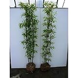 クロチク 樹高1.2m前後 根巻 くろちく（くろたけ） 黒竹 クロタケ3本立～ 苗木 植木 苗 庭木 生け垣