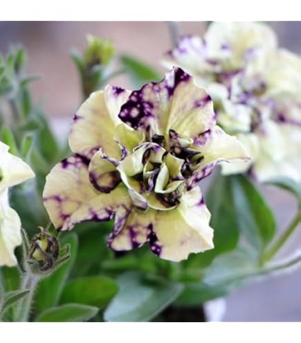 Amazon.co.jp: 八重咲き 栄養系ペチュニア ビバ (VIVA) ユニーク