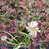 クローバー：ティントガーネット2.5号ポット 5株セット ノーブランド品