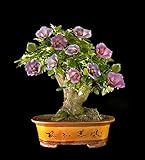 発売中！！！花の鉢植え用の10個入りハイビスカス種子24kinds HIBISCUS ROSA-シネンシスフラワー種子ハイビスカスの木の種子