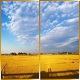 麦の畑のPHOTOシリーズが登場しました。Harvest Season 1 ふすま紙か壁紙か麦の畑写真 A タィブ