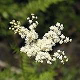 【山野草】六弁シモツケ