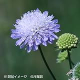 山野草:西洋マツムシソウ 青花[別名:クナウティア・アーベンシス] 9cmポット苗5ポット【紫桜館山の花屋】