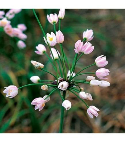 Amazon.co.jp: アリウム シュベルティ球根 切花 ガーデニング シュー