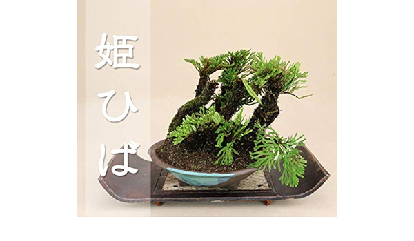 Amazon 数量限定 小豆島産 姫ヒバ 岩松 岩ヒバ 小品盆栽 ご選択ください 3 盆栽