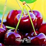 New ArrivalDirect US Cherries cherry tree seed seed dwarf cherry tree fruit seed South sementes da f