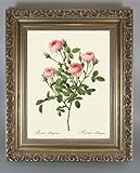 BiblioArt Series　P.J.ルドゥーテ 「ロサ・ポンポニア」 金縁額装品