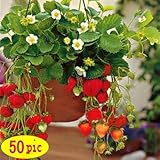 50 seeds/pack Four Seasons potted strawberry seeds perennial results balcony flower seeds 50 seeds o