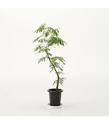 Amazon｜観葉植物 エバーフレッシュ 大型 7号 8号 10号 インテリア 