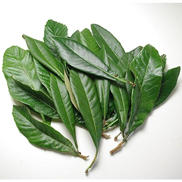 Amazon.co.jp: 体によく効くビワの葉療法全書: 病に克つ・心と体を癒す