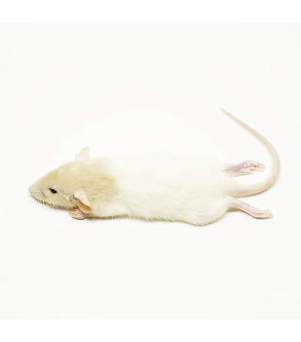 Amazon | 【国産】冷凍ラット ヤングラット S（70〜100g）×5匹 爬虫類