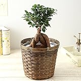 BunBunBee 観葉植物 ガジュマル【6号鉢・メッセージカード・バンブー製バスケット付き】