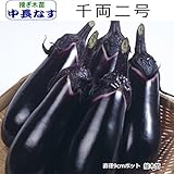 なす 苗 千両二号 茄子 9cmポット苗 (接ぎ木)
