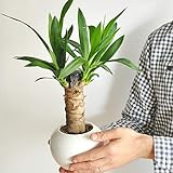 LAND PLANTS 観葉植物 青年の樹 ドラセナ（ユッカ） 白色 丸型 陶器鉢