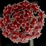 Hoya carnosa Burgundy - Hindu rope - Wax plant - 10 seeds