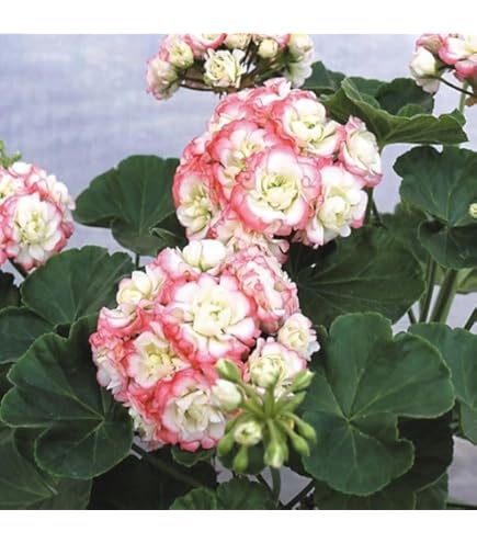 赤いゼラニウム　＆　人形のファンタジー 61setqMQpnL._AC_UL210_SR210,