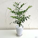 梛（ナギ）の木4号陶器鉢植え[縁結び・夫婦円満・魔よけの木　人気のスピリチュアルプランツ]