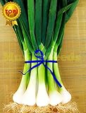 Original Pack 100 Seeds / Pack Four Seasons Onion Seed Seasons Shallot Seeds Chives Plants Balcony H