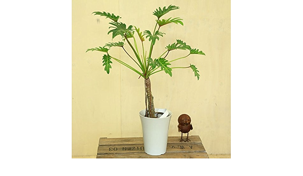 Amazon 観葉植物 クッカバラ プラポット 観葉植物 オンライン通販 Amazon 観葉植物 クッカバラ プラポット 観葉植物 オンライン通販