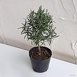 ローズマリー：スタンダード仕立て3.5号ポット ノーブランド品