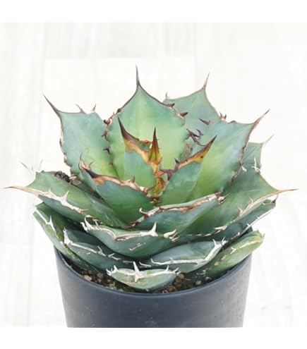Amazon｜アガベ・チタノタ「三叉戟（トライデント）」 3.5号鉢｜観葉