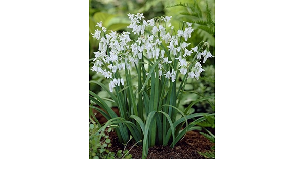 Amazon 秋植え球根 アリウム トリケトラム 10球パック 球根