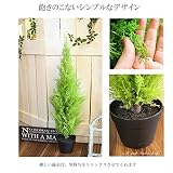 ゴールドクレスト人工観葉植物 90cm wgs-111402