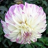 50seeds/pack Rare plant garden Dahlia Seeds Charming Chinese Flower Seeds Bonsai Plants for Garden A