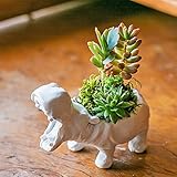 多肉植物 寄せ植え taniku アニマル ポット シリーズ カバさん