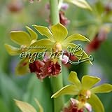 エビネ：サルメンエビネ3.5号ポット[清楚な野のエビネ]