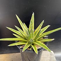 Amazon｜多肉植物 ：アガベ 笹の雪錦 黄覆輪*L｜観葉植物