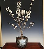 清楚なお花にかわいい実がなります！中品盆栽：さくらんぼ/サクランボ　桜桃（瀬戸焼黒釉薬ちぎり鉢)*枝数花数バツグンの厳選品