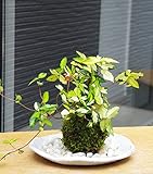 黄金と緑色の葉が美しい苔玉【テイカカズラの苔玉・楕円白粉引器セット】 (敷石の色（白）)