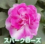 お好きな色を選んでね カリフォルニアローズ フィエスタ　 １株【スパークラーローズ】