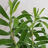 リュウカデンドロン：ポップグリーン4号ポット[切花やドライフラワーで人気] ノーブランド品