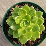 レティジア 7.5cmポット セデベリア Sedeveria 'Letizia' 福岡県産 多肉植物 多肉 観葉植物 インテリアグリーン 寄せ植えに