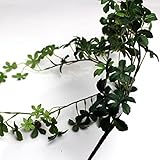 ミニシサスアイビーバイン