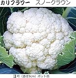 カリフラワー スノークラウン 直径9cmポット苗 5ポットセット