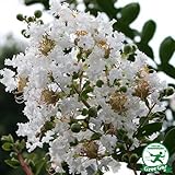 サルスベリ 苗 【サルスベリ （白）】 5号ポット苗