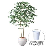エフプランター 人工観葉植物-ヤマモミジ株立 GREEN-180-9号鉢-懸崖鉢