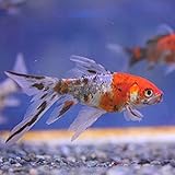 国産 朱文金Mix (M) 7cm前後 1匹