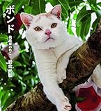 ボンド 桃農家のねこ