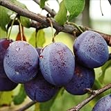 国華園　果樹苗　プルーン　バラー　1株【※発送が国華園からの場合のみ正規品です】