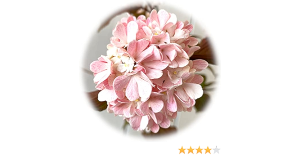 Amazon ビバーナム メリーミルトン 3年生苗 花