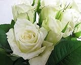 プリティマーメイド 生花 切花 切り花 バラホワイト ティネケ Wなど5本