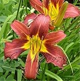 100 pcs / bag 24 colors lily seeds, cheap perfume lilies seeds, rare color flower Garden Plant - Mix