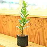 小品盆栽：月桂樹（げっけいじゅ）ローリエ*『勝利』『栄誉』『栄光』のために！　ウッドチップ付き！