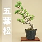 いよじ園 五葉松 -宮島- （小品盆栽）（いよじ園 伊予路園） ▼商品番号をご選択ください,7