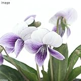 (山野草)二色厚葉スミレ(二色厚葉菫)3号(1ポット) 本州・四国限定[生体]