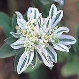【メール便配送】　国華園　花たね　初雪草　1袋(30粒)【※発送が国華園からの場合のみ正規品です】
